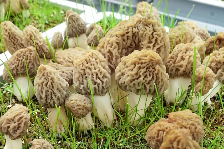 Best Way to Freeze Morel Mushrooms
